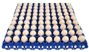 6 Pack of 90 Quail, Pigeon, Dove, & Bird Size Egg Trays