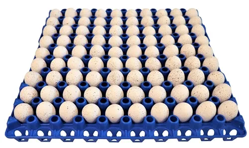 6 Pack of 90 Quail, Pigeon, Dove, & Bird Size Egg Trays
