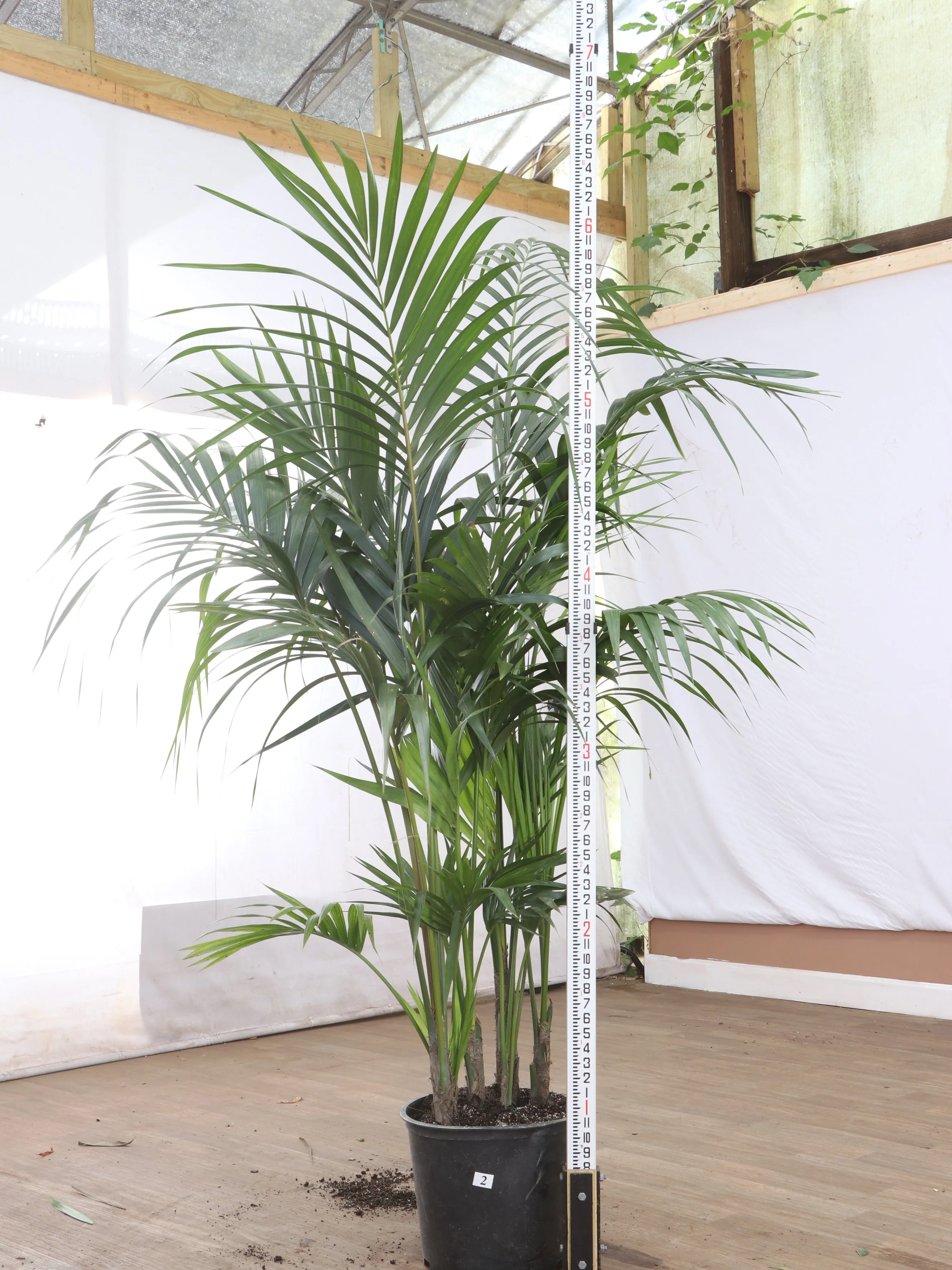 Full Size Kentia Palm