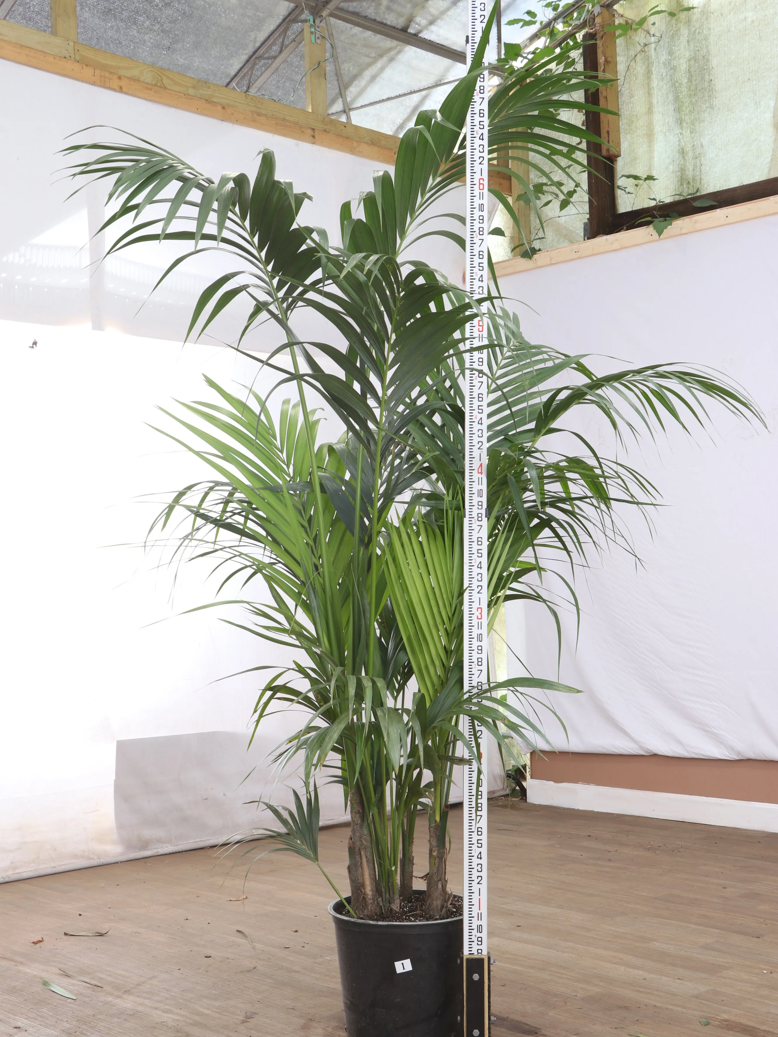 Full Size Kentia Palm